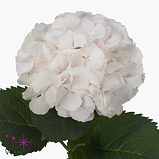 Срезанные цветы оптом Hydrangea sweet verena от 10шт из Голландии с доставкой по России