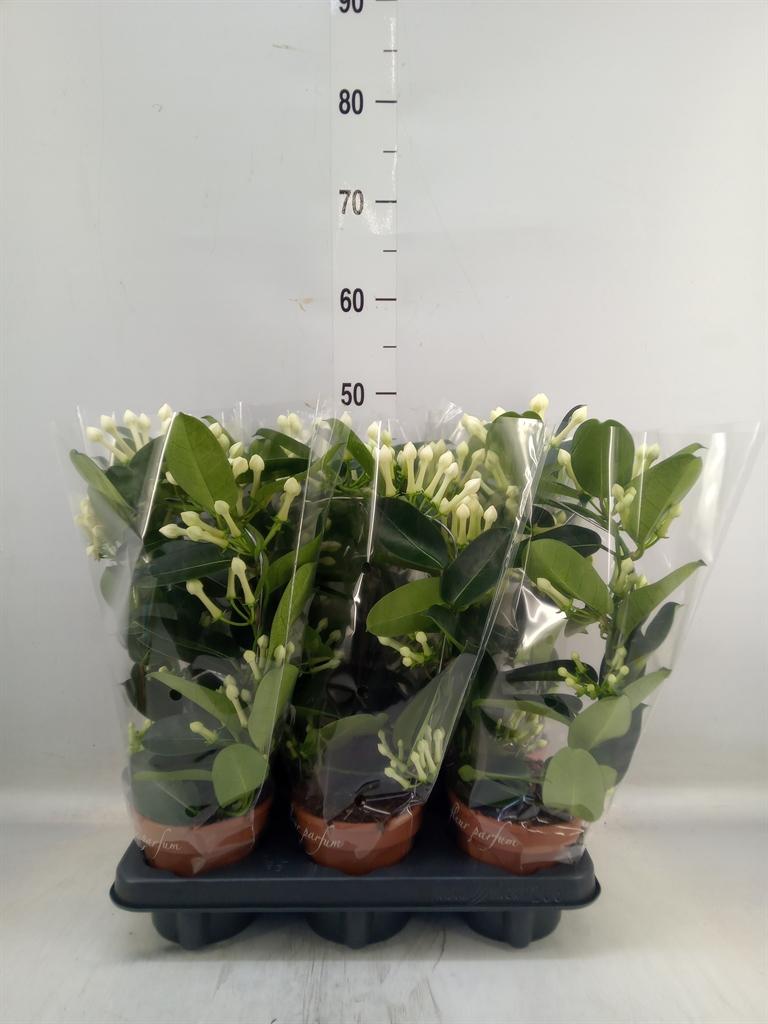 Горшечные цветы и растения оптом Stephanotis Floribunda   ... от 6шт из Голландии с доставкой по России