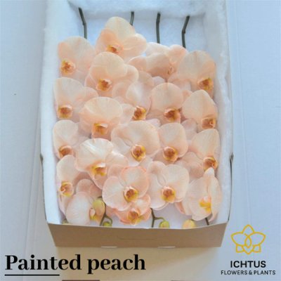 Срезанные цветы оптом Phalaenopsis paint peach от 15шт. из Голландии с доставкой по России