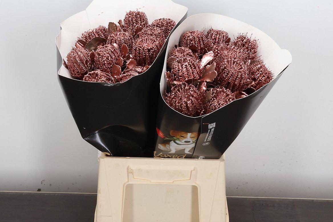 Срезанные цветы оптом Banksia wax copper от 20шт из Голландии с доставкой по России