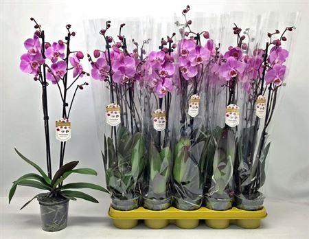 Горшечные цветы и растения оптом Phal Ov Roze 2 Branches 20+ Vertakt от 10шт из Голландии с доставкой по России