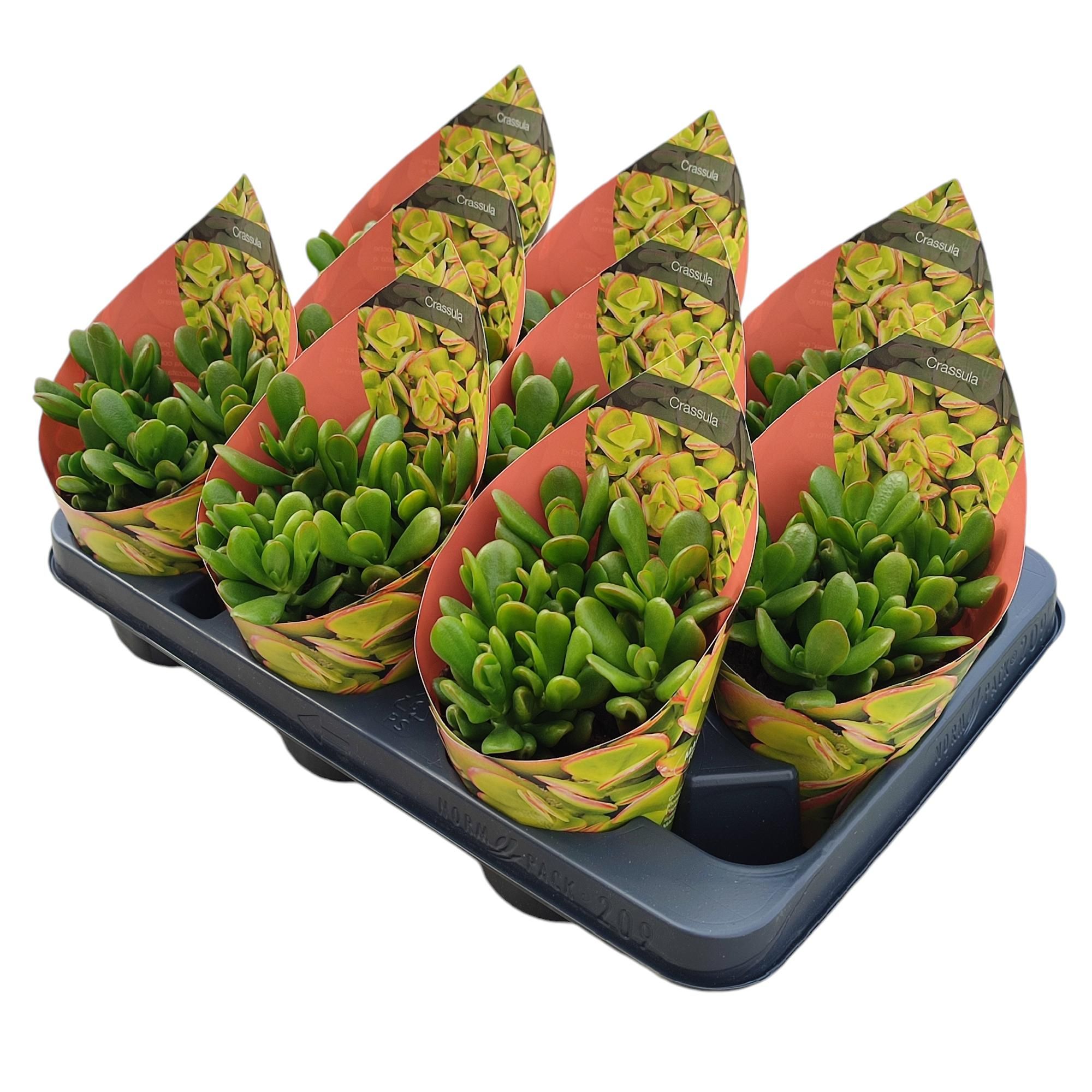 Горшечные цветы и растения оптом Crassula Portulacea Potcover от 9шт из Голландии с доставкой по России