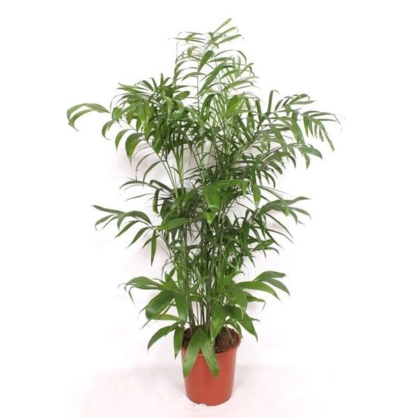 Горшечные цветы и растения оптом Chamaedorea Seifrizii от 1шт из Голландии с доставкой по России