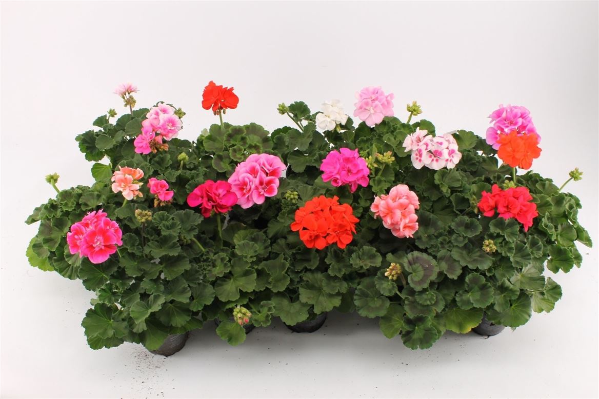 Горшечные цветы и растения оптом Pelargonium Zonale Mix от 12шт из Голландии с доставкой по России