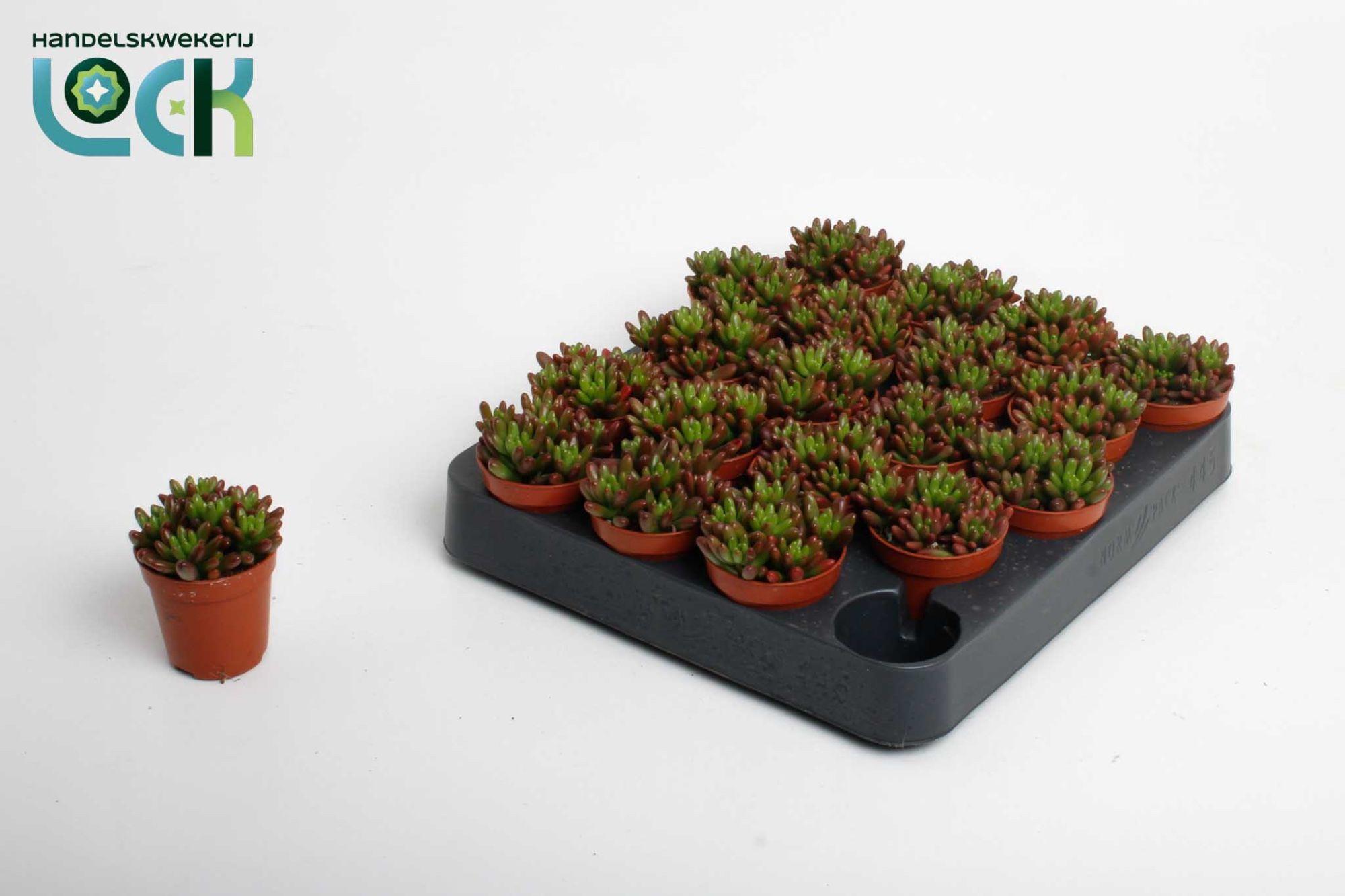 Горшечные цветы и растения оптом Sedum Ov от 20шт (для телеги) из Голландии с доставкой по России