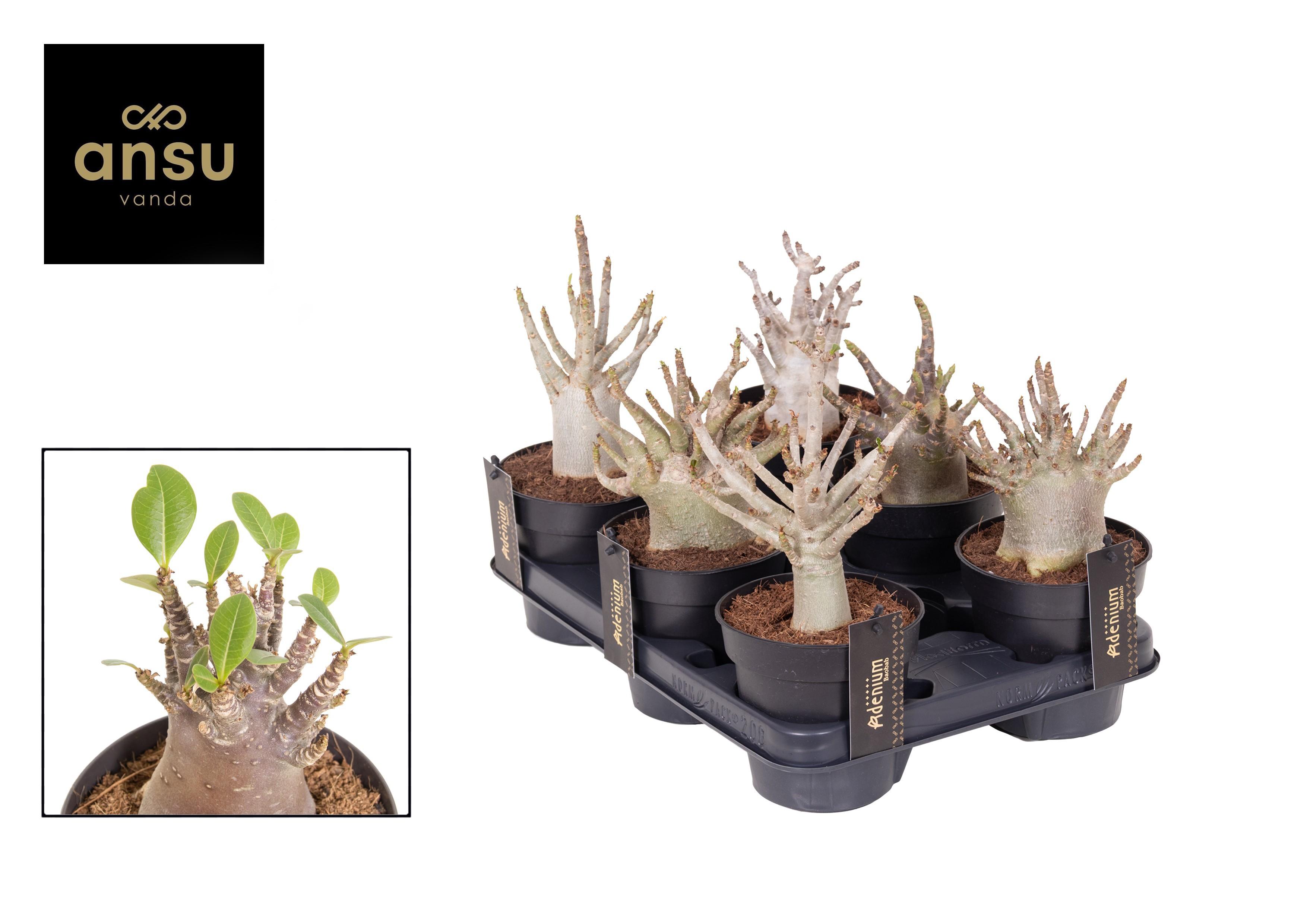 Горшечные цветы и растения оптом Adenium Baobab от 10шт из Голландии с доставкой по России