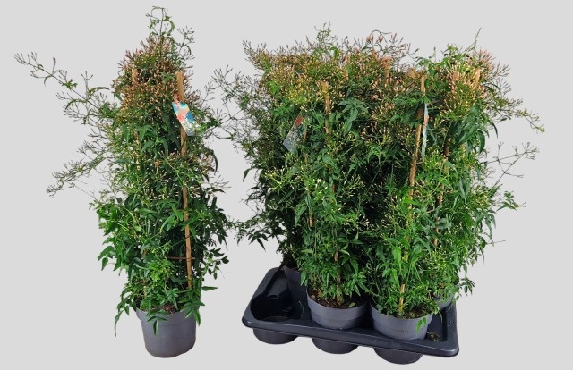 Горшечные цветы и растения оптом Jasm Polyanthum Wit от 6шт из Голландии с доставкой по России