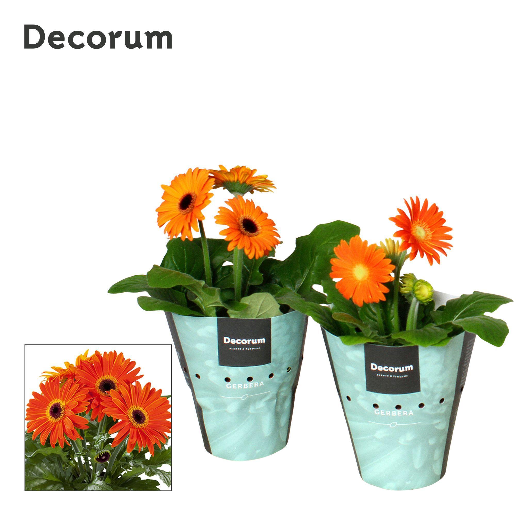 Горшечные цветы и растения оптом Gerbera Orange 2+bl Potcover (decorum) от 1шт (для телеги) из Голландии с доставкой по России