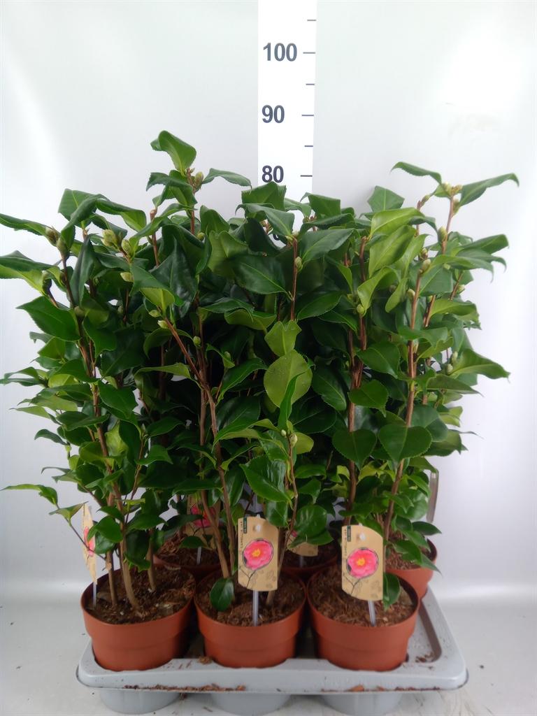 Горшечные цветы и растения оптом Camellia Japonica dr King от 6шт из Голландии с доставкой по России