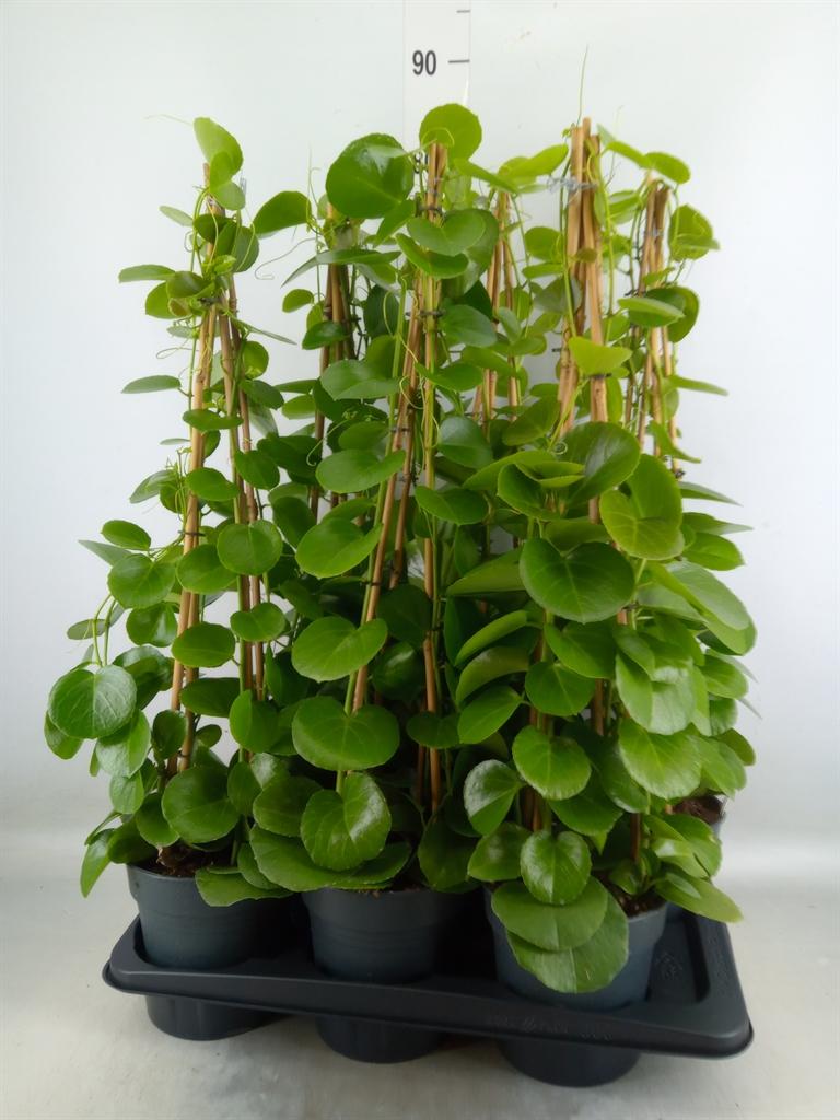 Горшечные цветы и растения оптом Cissus Rotundifolia от 6шт из Голландии с доставкой по России