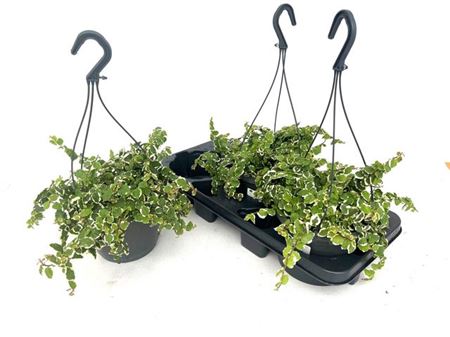 Горшечные цветы и растения оптом Fic Pu Sunny Hangpot от 3шт из Голландии с доставкой по России