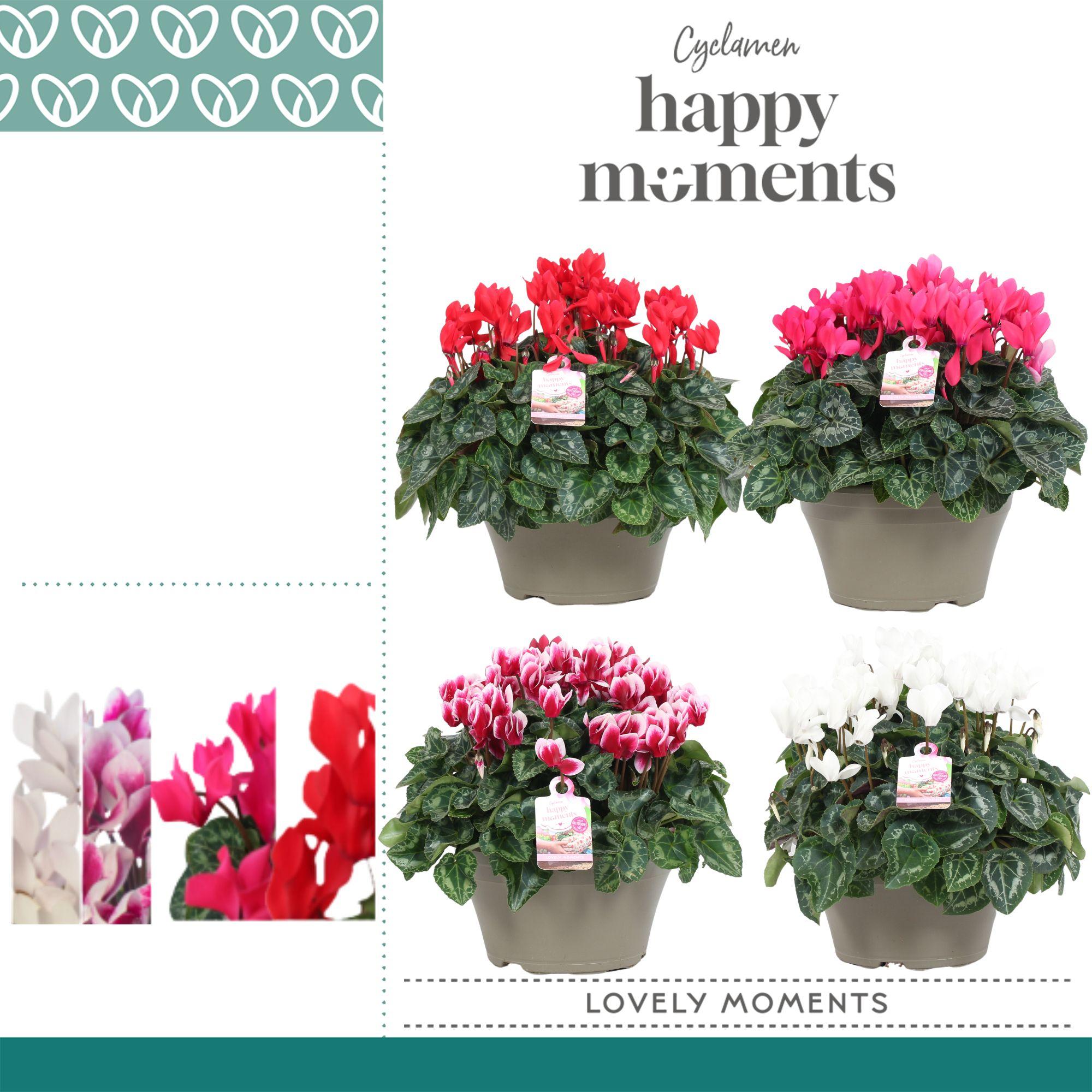 Горшечные цветы и растения оптом Cyclamen Lovely Moments Mix Bowl Ariel от 1шт (для телеги) из Голландии с доставкой по России