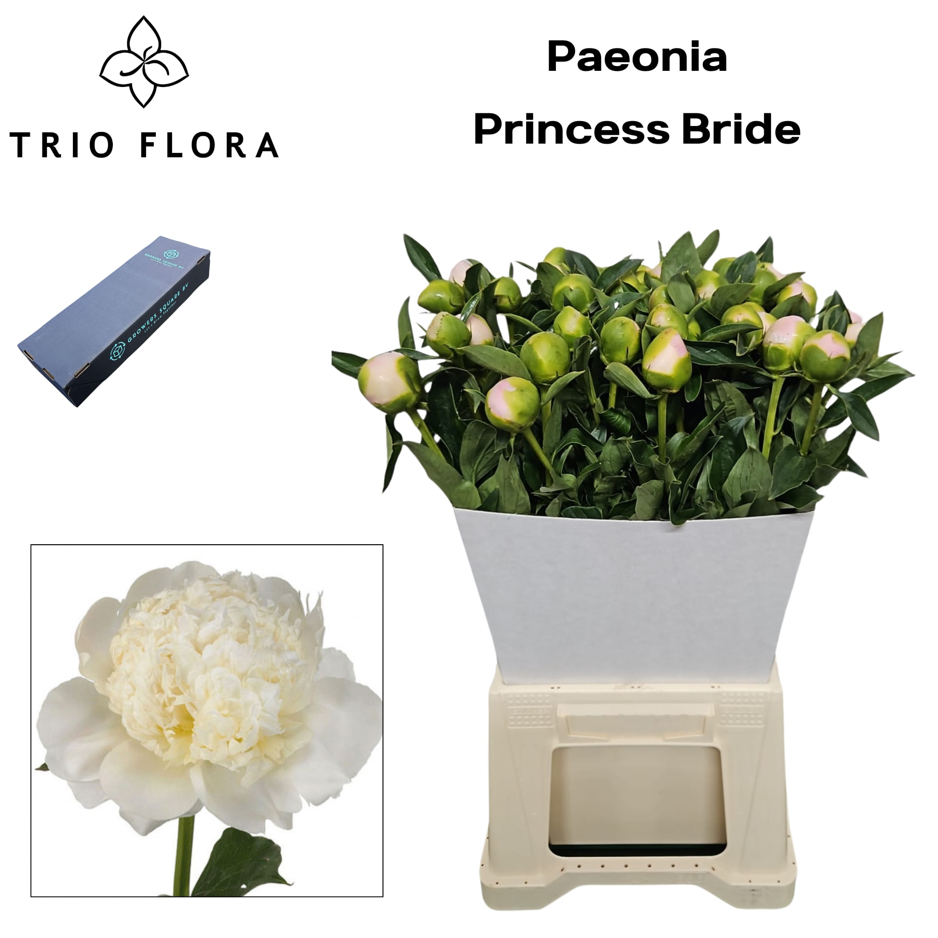 Срезанные цветы оптом Paeonia princess bride от 20шт из Голландии с доставкой по России