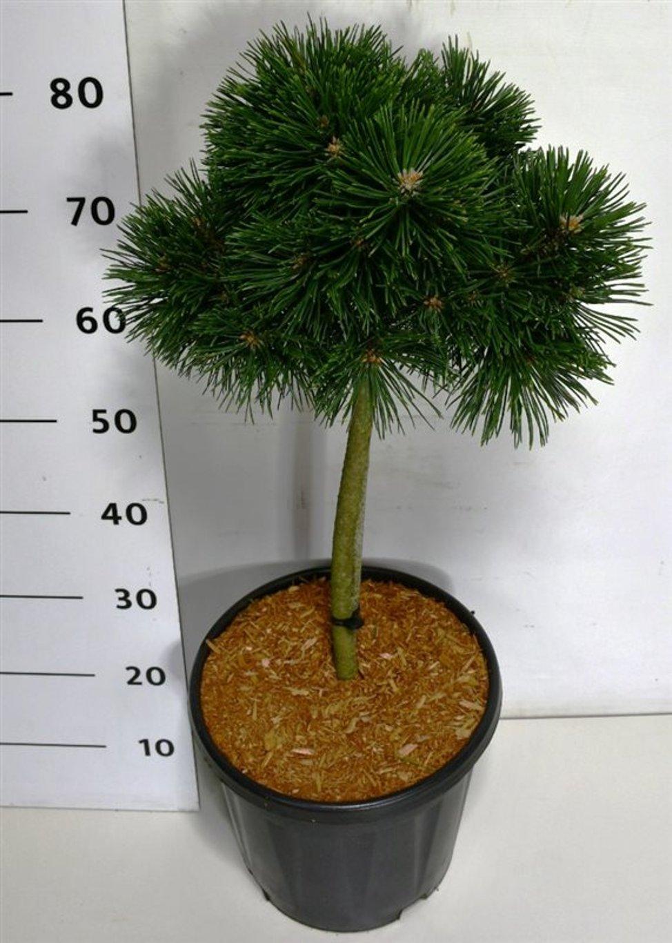 Горшечные цветы и растения оптом Pinus Mugo Green Pearl On Stem от 1шт из Голландии с доставкой по России