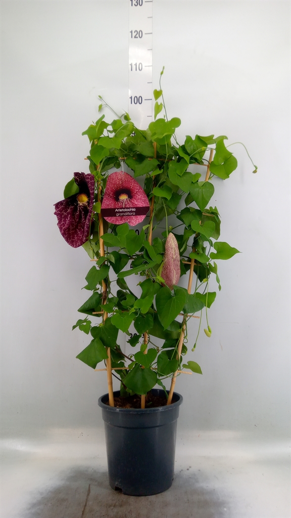 Горшечные цветы и растения оптом Aristolochia Macrophylla от 1шт из Голландии с доставкой по России