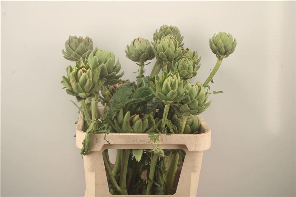 Срезанные цветы оптом Cynara scolymus green globe от 6шт из Голландии с доставкой по России