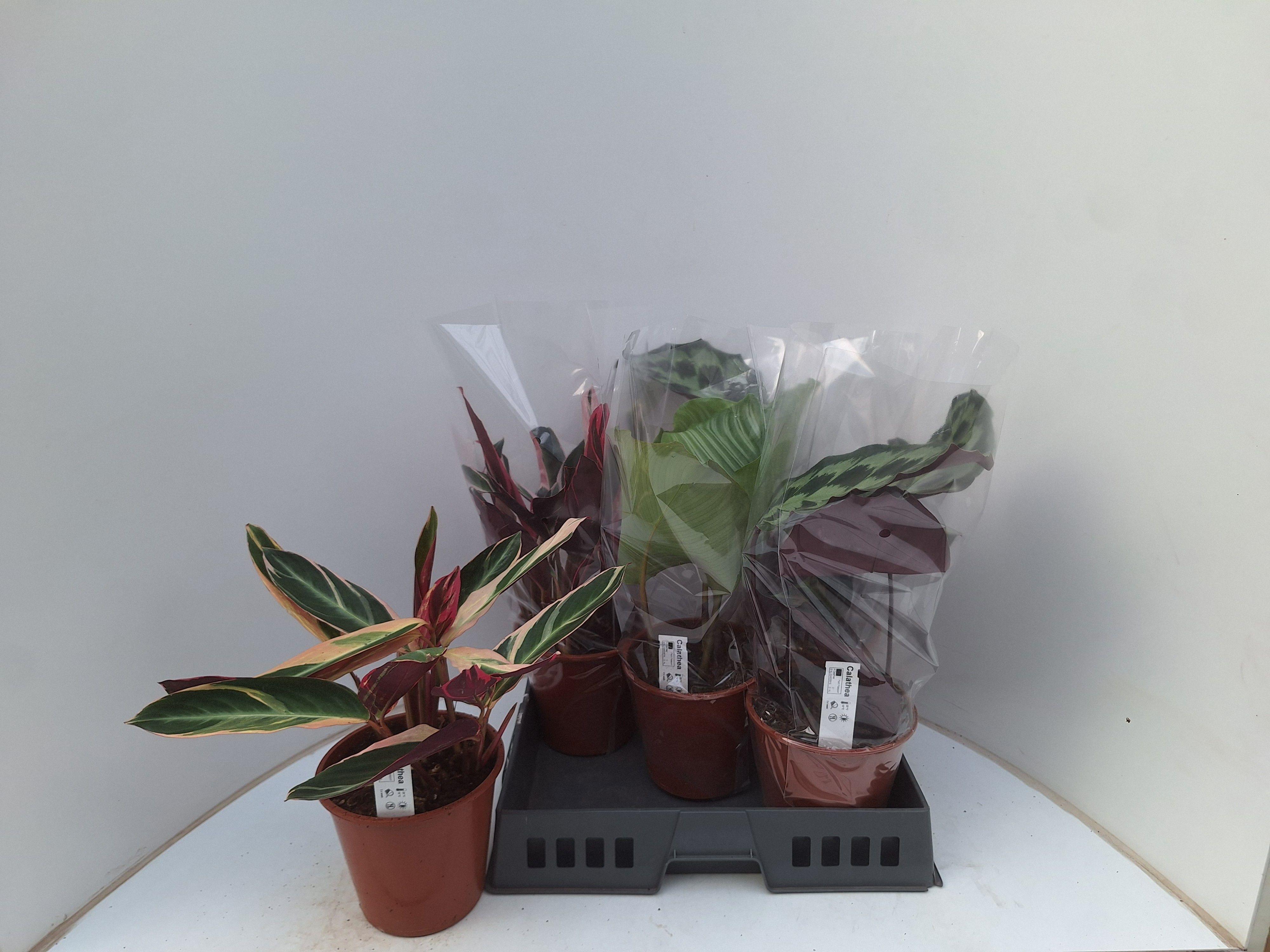 Горшечные цветы и растения оптом Calat Gem от 5шт из Голландии с доставкой по России