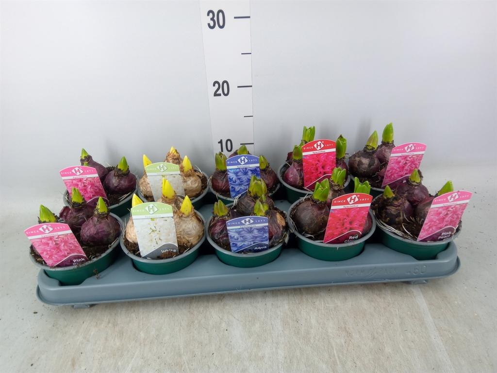 Горшечные цветы и растения оптом Hyacinthus Orie.   ...mix 5 от 10шт из Голландии с доставкой по России