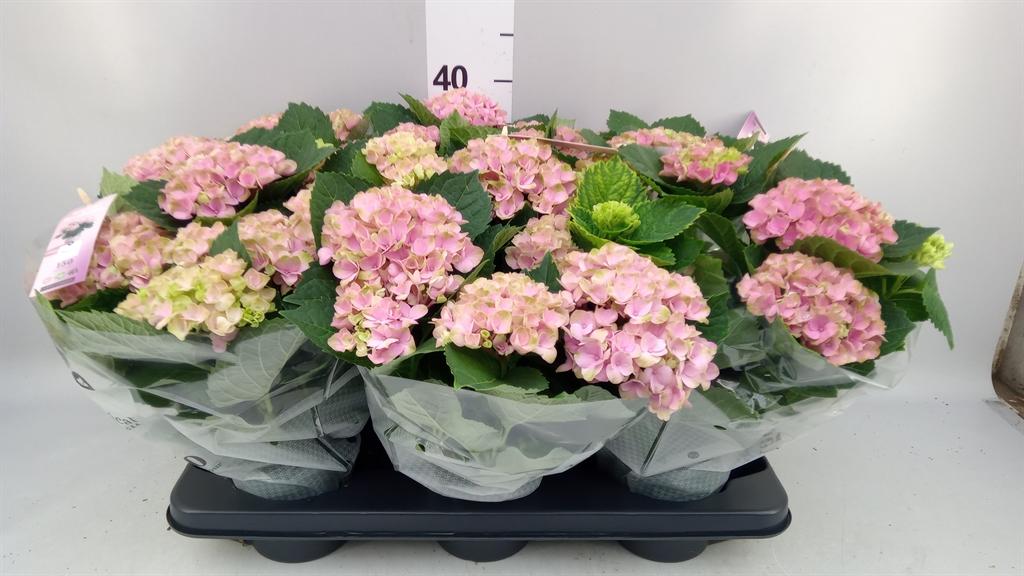 Горшечные цветы и растения оптом Hydrangea Mac. magical Revolution от 6шт из Голландии с доставкой по России
