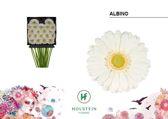 Срезанные цветы оптом Germini diamond albino от 20шт. из Голландии с доставкой по России