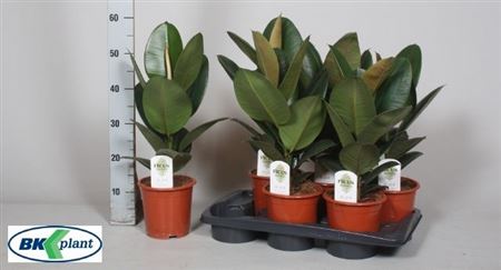 Горшечные цветы и растения оптом Ficus El Robusta от 6шт из Голландии с доставкой по России