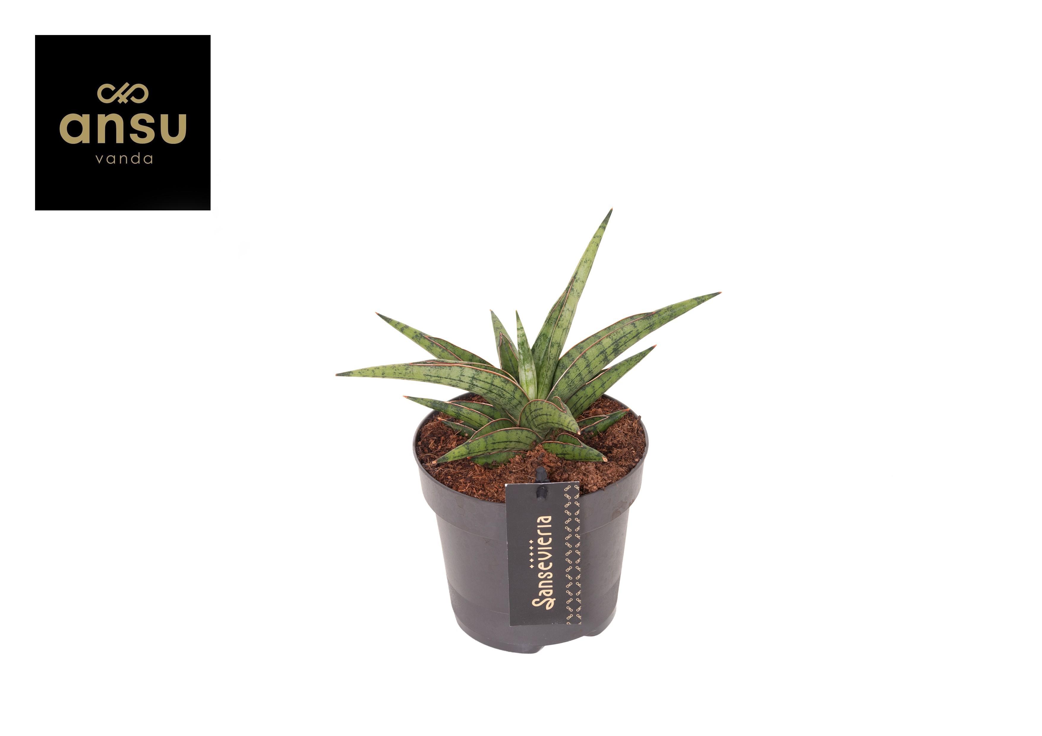 Горшечные цветы и растения оптом Sansevieria Comet Canoe No. 3 от 10шт из Голландии с доставкой по России