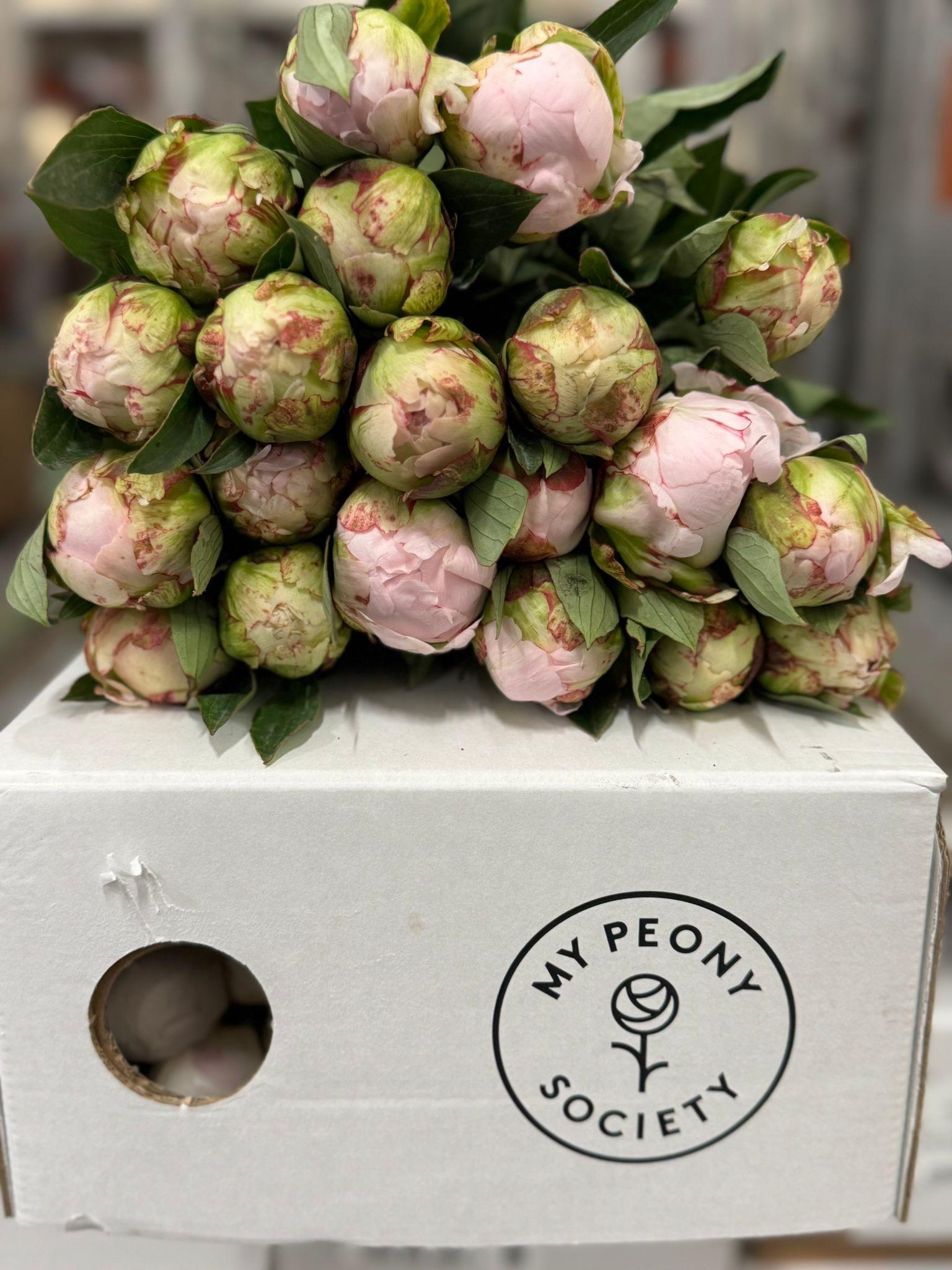 Срезанные цветы оптом Paeonia florence nicholls от 80шт из Голландии с доставкой по России