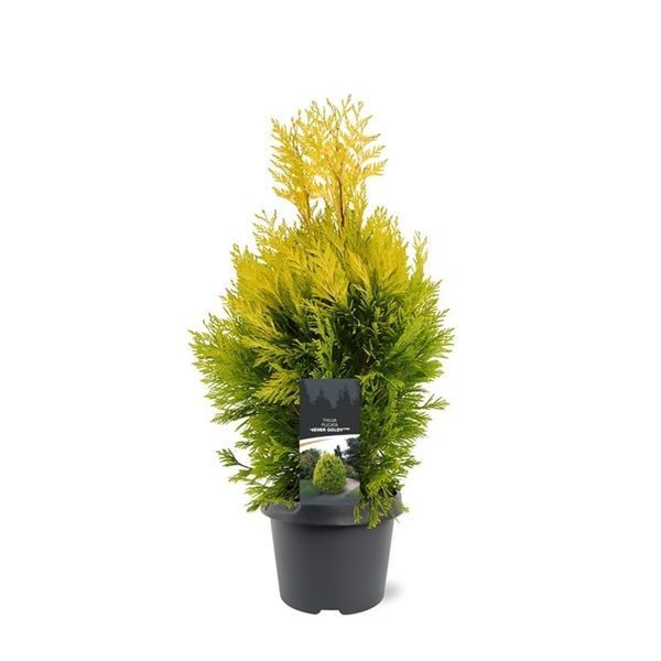 Горшечные цветы и растения оптом Thuja Plic 4ever Goldy от 1шт из Голландии с доставкой по России