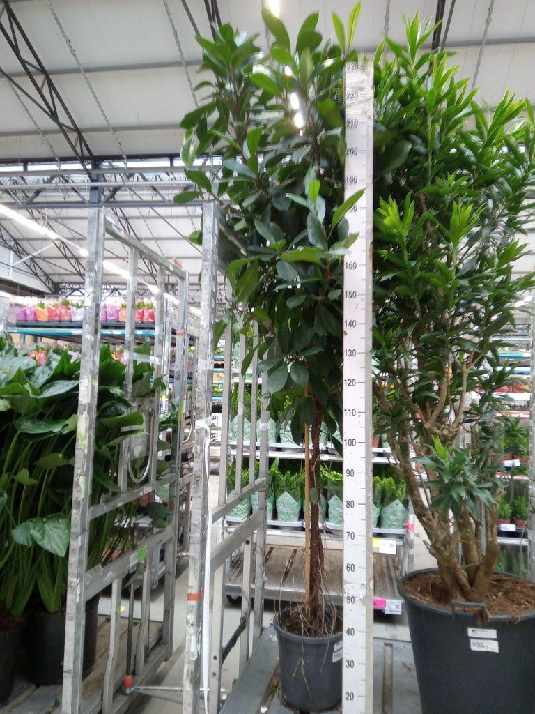 Горшечные цветы и растения оптом Ficus Cyathistipula от 1шт из Голландии с доставкой по России