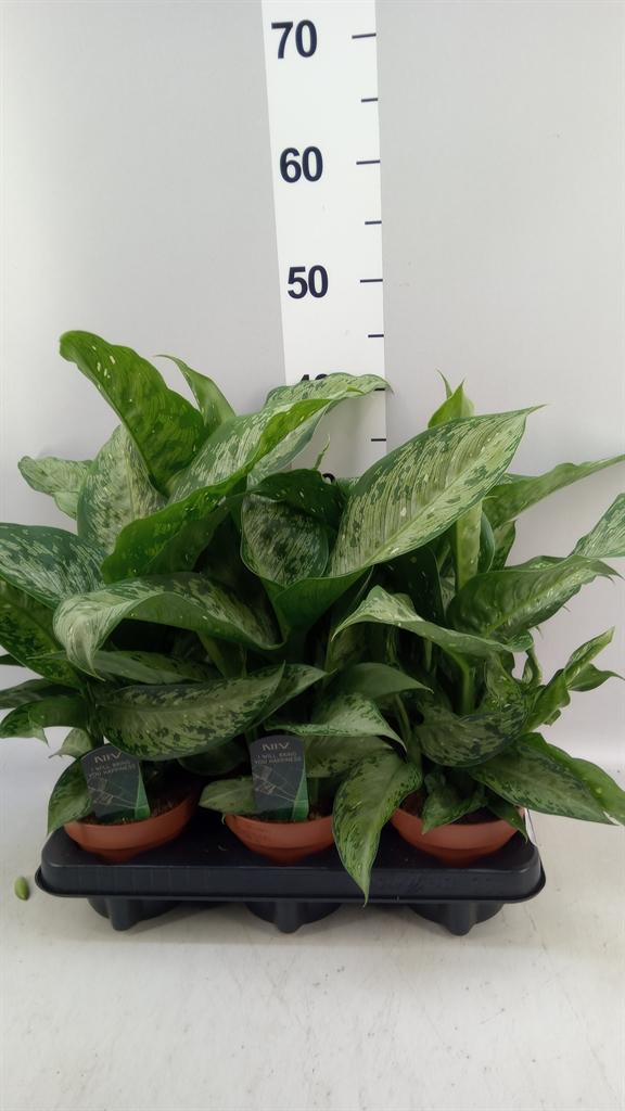 Горшечные цветы и растения оптом Dieffenbachia memoria Corsii от 6шт из Голландии с доставкой по России
