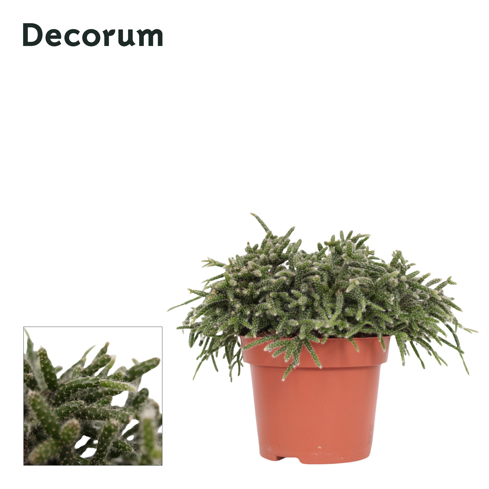 Горшечные цветы и растения оптом Rhipsalis Pilocarpa 12 Cm Decorum от 6шт из Голландии с доставкой по России