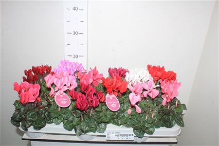 Горшечные цветы и растения оптом Cycl Kl Sup Verano от 12шт (для телеги) из Голландии с доставкой по России