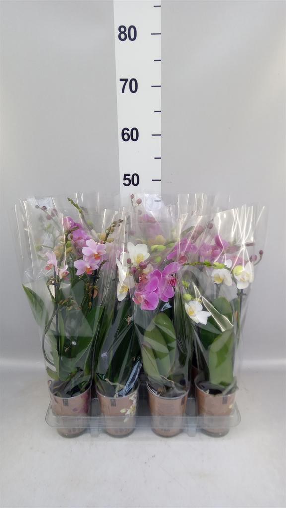 Горшечные цветы и растения оптом Phalaenopsis Multi. ...mix 5 от 12шт (для телеги) из Голландии с доставкой по России