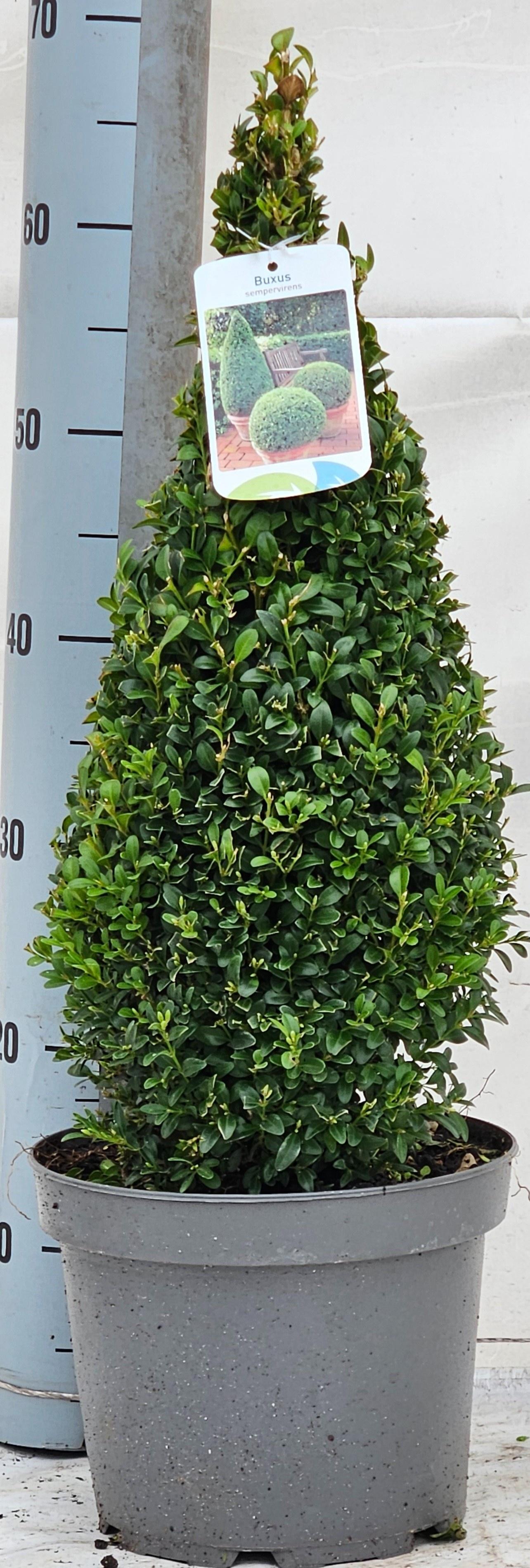 Горшечные цветы и растения оптом Buxu Se Pyramidalis от 1шт из Голландии с доставкой по России