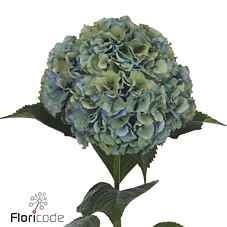 Срезанные цветы оптом Hydrangea royal pride classic от 10шт из Голландии с доставкой по России