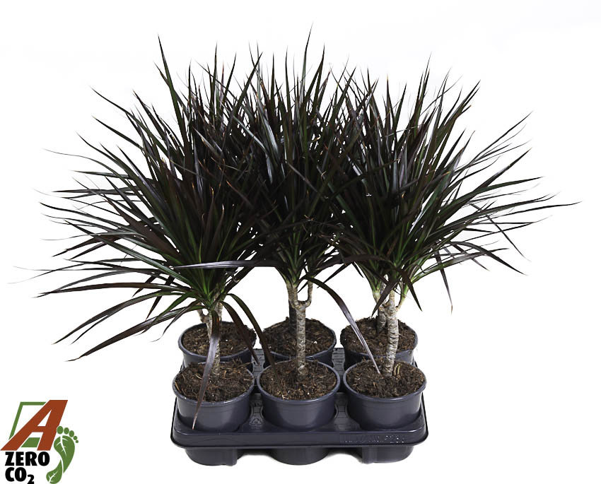 Горшечные цветы и растения оптом Dracaena Magenta 15cm Stam от 6шт из Голландии с доставкой по России
