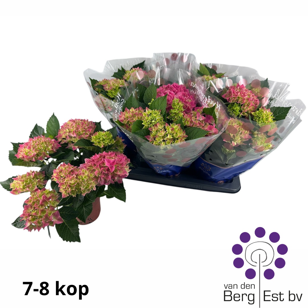 Горшечные цветы и растения оптом Hydr M Hi Meadow от 6шт из Голландии с доставкой по России