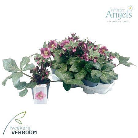 Горшечные цветы и растения оптом Hell Frostkiss Charmer Medium 15+ от 6шт из Голландии с доставкой по России