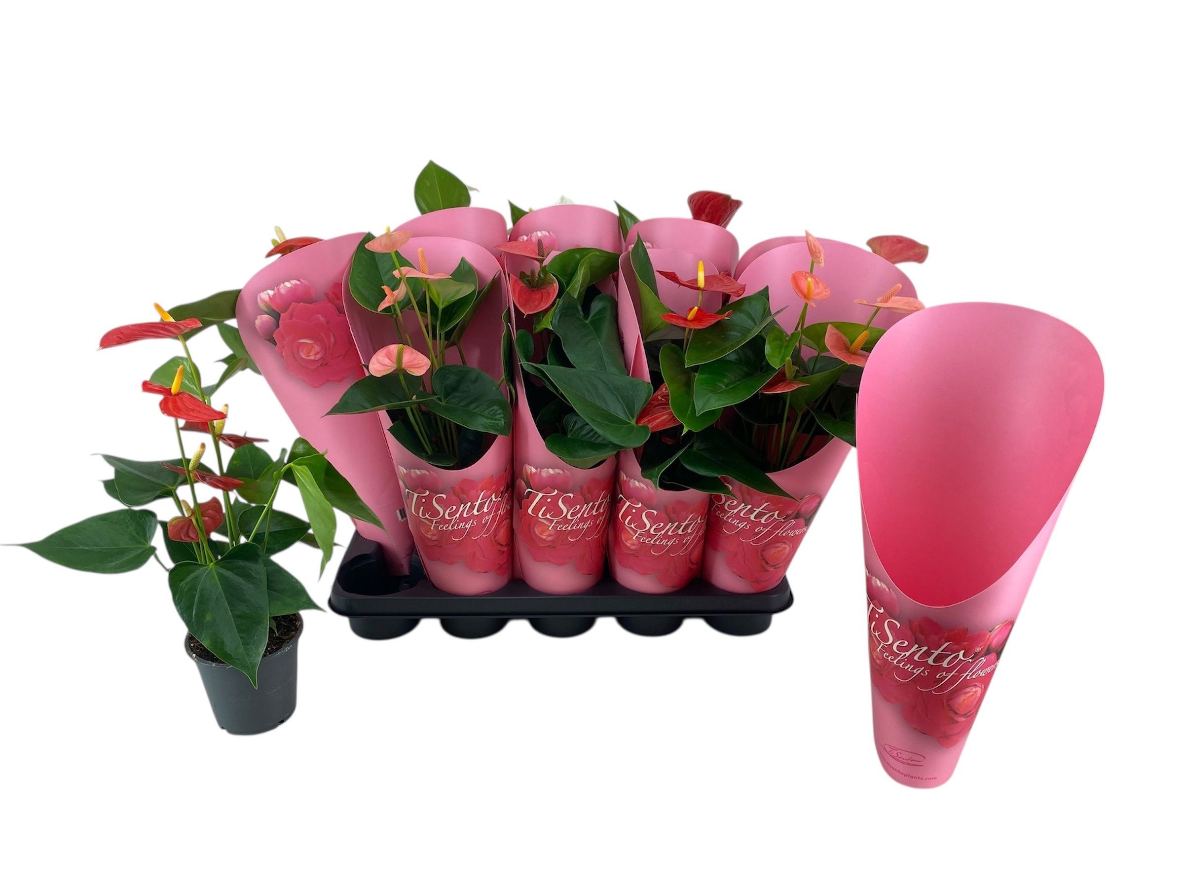 Горшечные цветы и растения оптом Anthu An Gem от 8шт из Голландии с доставкой по России