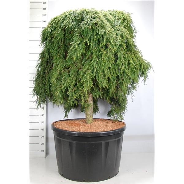 Горшечные цветы и растения оптом Tsuga Can Cole Prostrate от 1шт из Голландии с доставкой по России