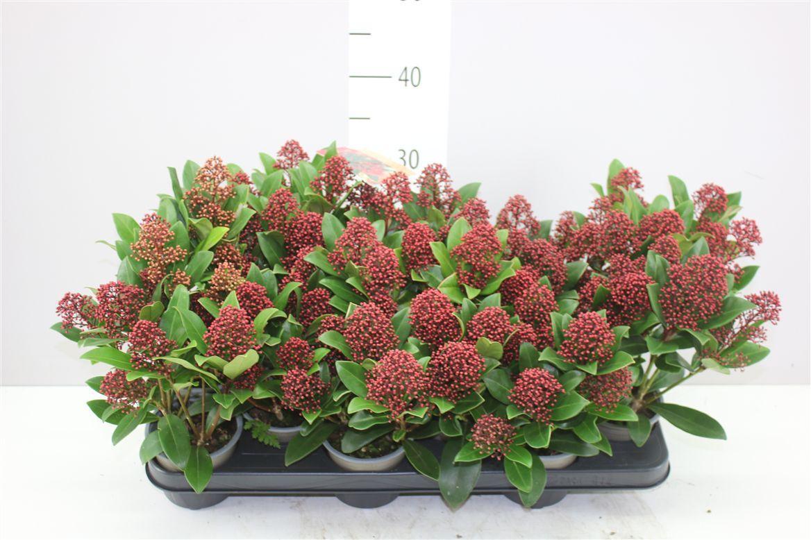 Горшечные цветы и растения оптом Skimmia Jap. Rubella 7+ от 12шт из Голландии с доставкой по России