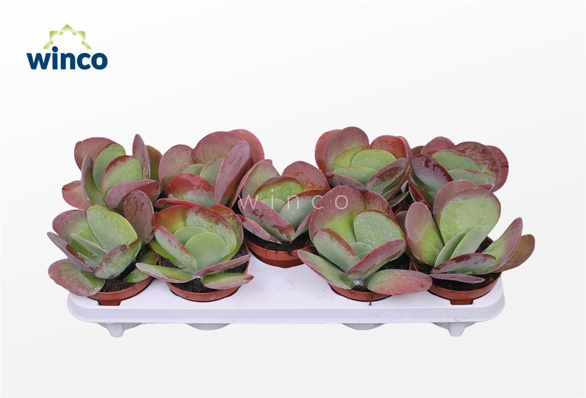 Горшечные цветы и растения оптом Kalanchoe Thyrsifl от 9шт из Голландии с доставкой по России