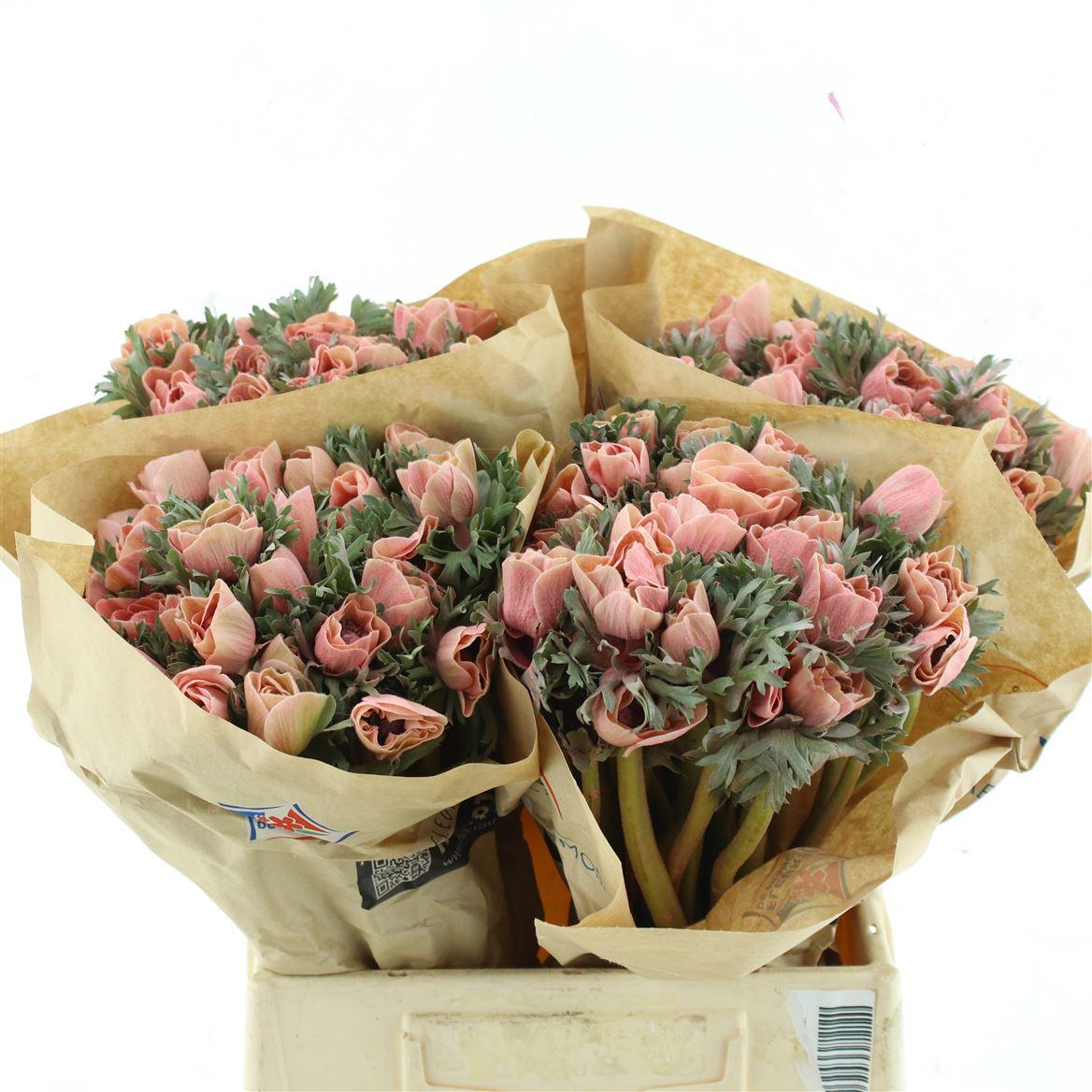 Срезанные цветы оптом Anemone powder salmon от 120шт из Голландии с доставкой по России