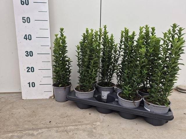 Горшечные цветы и растения оптом Euonymus Jap Green Spire от 8шт из Голландии с доставкой по России