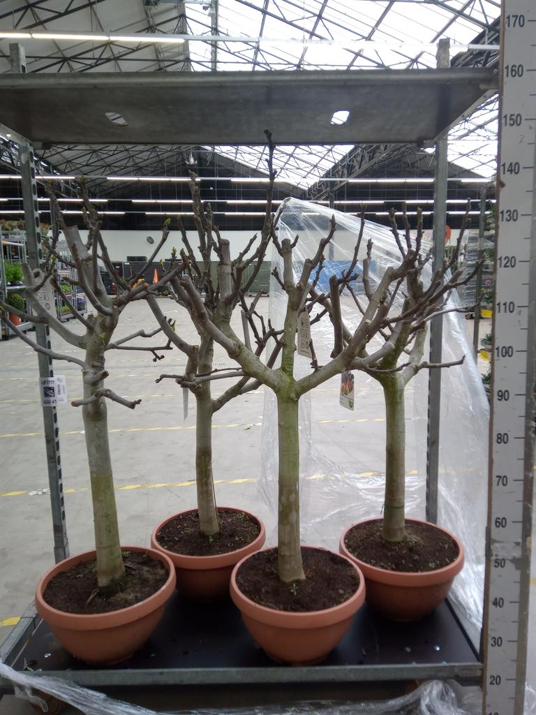 Горшечные цветы и растения оптом Ficus   ... от 1шт из Голландии с доставкой по России