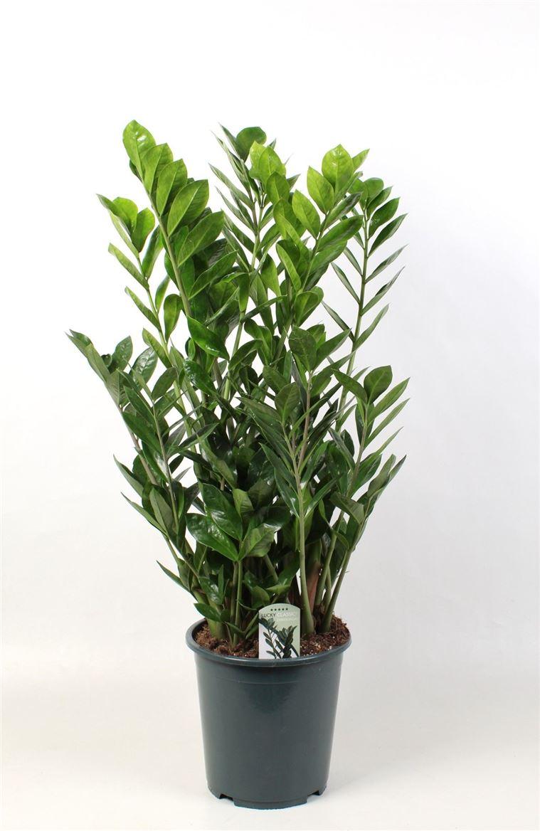 Горшечные цветы и растения оптом Zamioculcas Lucky Classic 12+ от 1шт из Голландии с доставкой по России