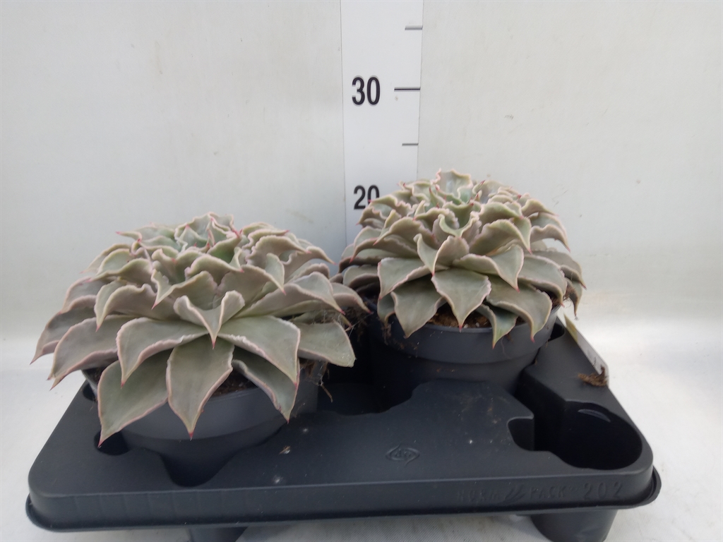 Горшечные цветы и растения оптом Echeveria   ... от 2шт из Голландии с доставкой по России