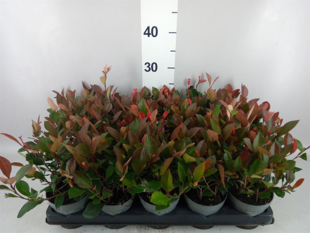 Горшечные цветы и растения оптом Photinia Fraseri little Red Robin от 15шт из Голландии с доставкой по России