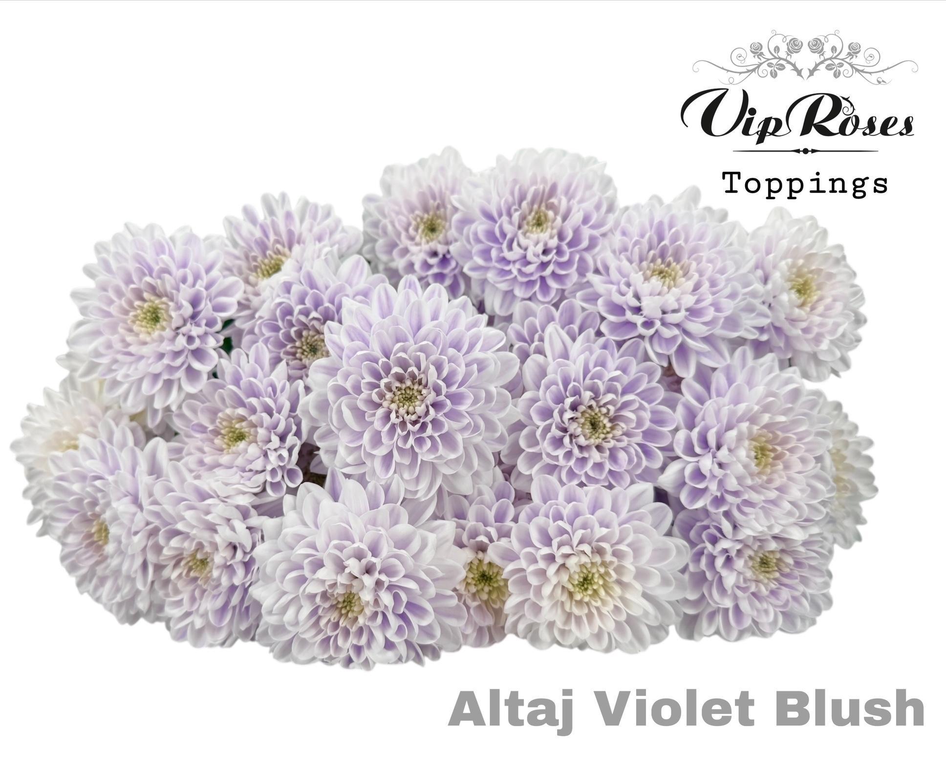 Срезанные цветы оптом Chrys sp paint altaj violet blush от 20шт из Голландии с доставкой по России