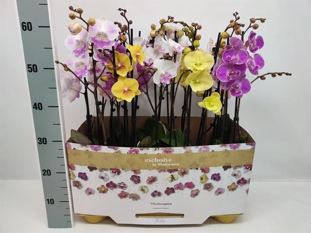 Горшечные цветы и растения оптом Phalaenopsis Big Lip Mix от 10шт из Голландии с доставкой по России